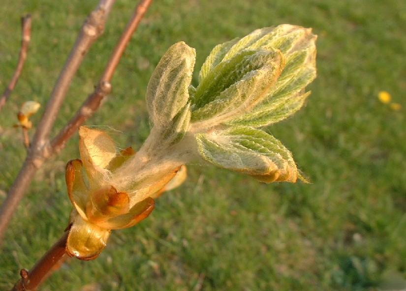 Wiosna 2003